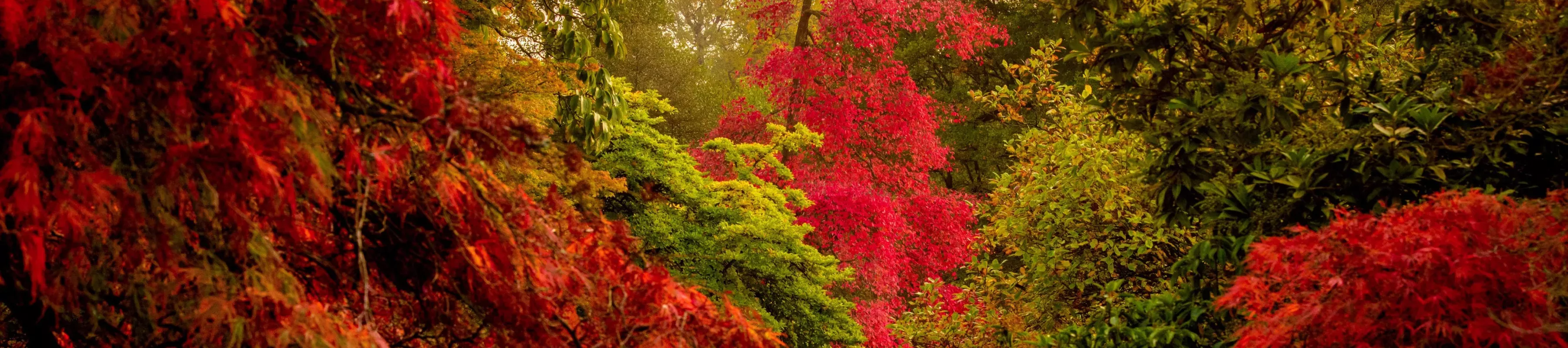 Autumn colours of trees at Wakehurst