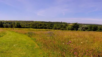 Coronation meadow 