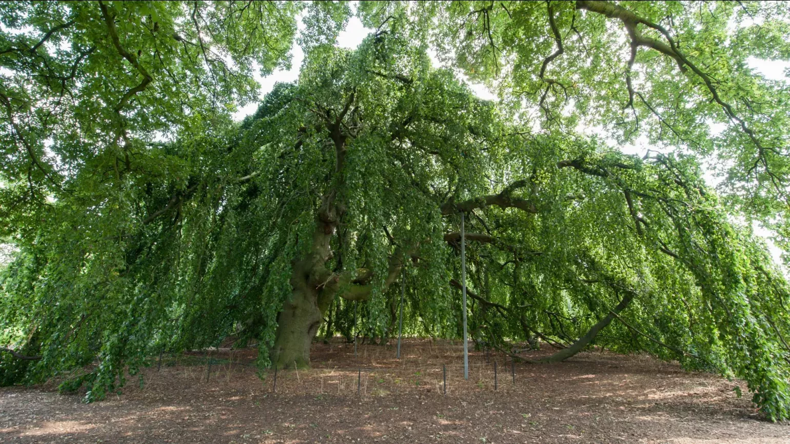 A large leafy green beech tree that is forming a large wide and low canopy over the ground