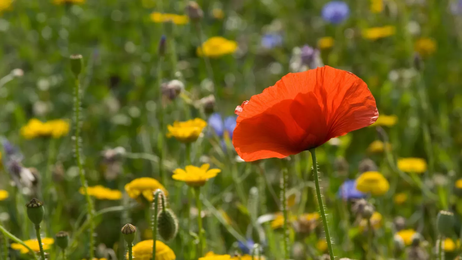 A colourful wildflower meadow 