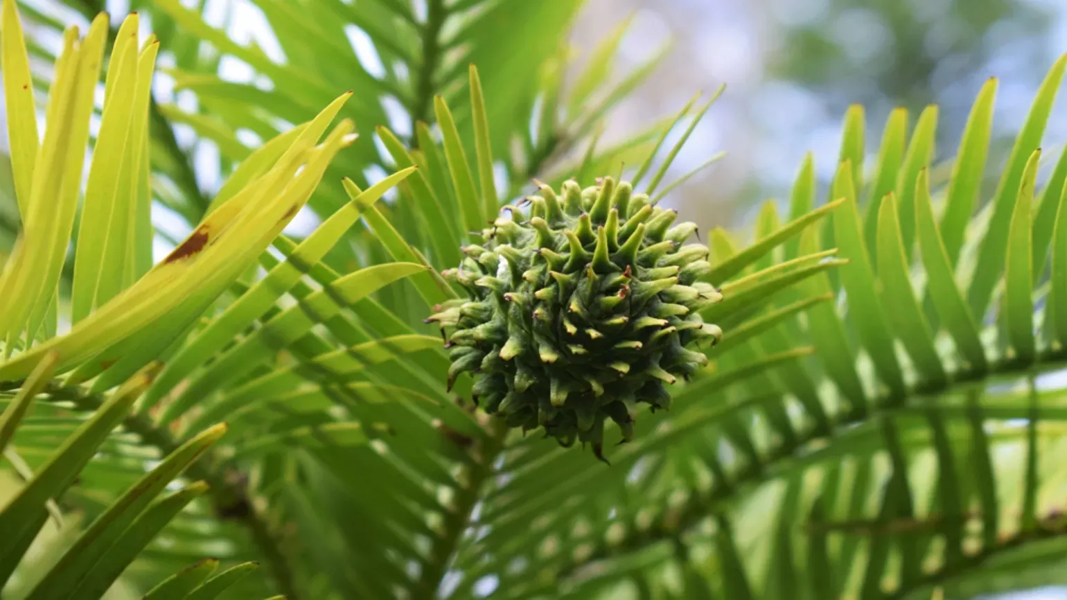 Rounded, female cone of Wollemi pine at Wakehurst