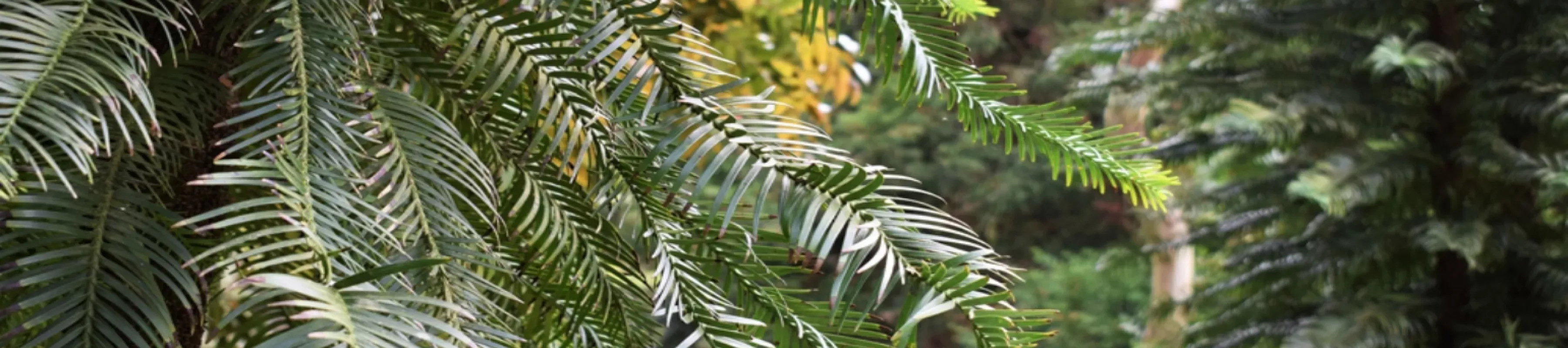 Needle-like, dark green leaves of wollemi pine at Wakehurst