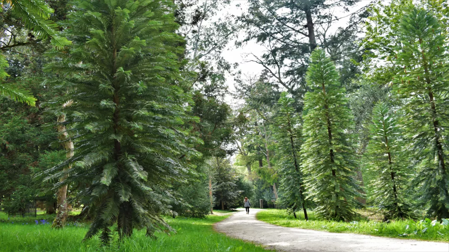 Wollemi pines growing in Coates wood, Wakehurst