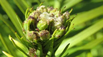 Wollemi pine close-up