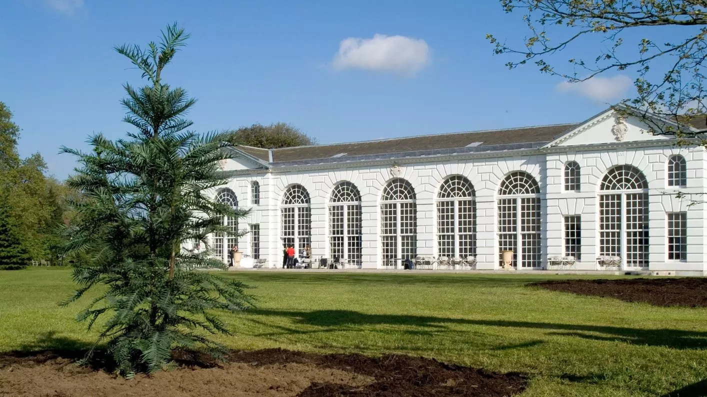 A newly planted Wollemi Pine in front of the Orangery