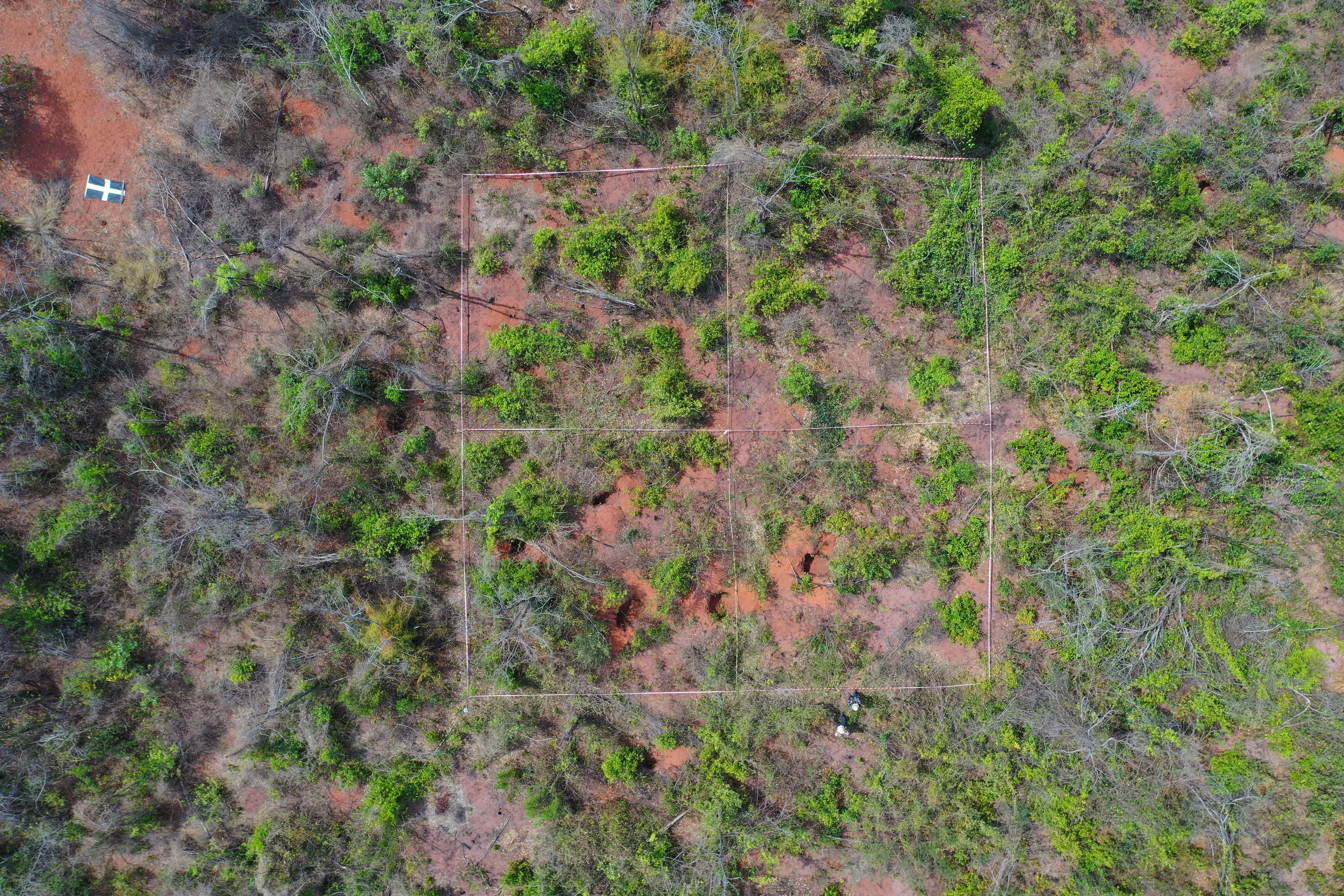 A reforestation site is marked with a study area