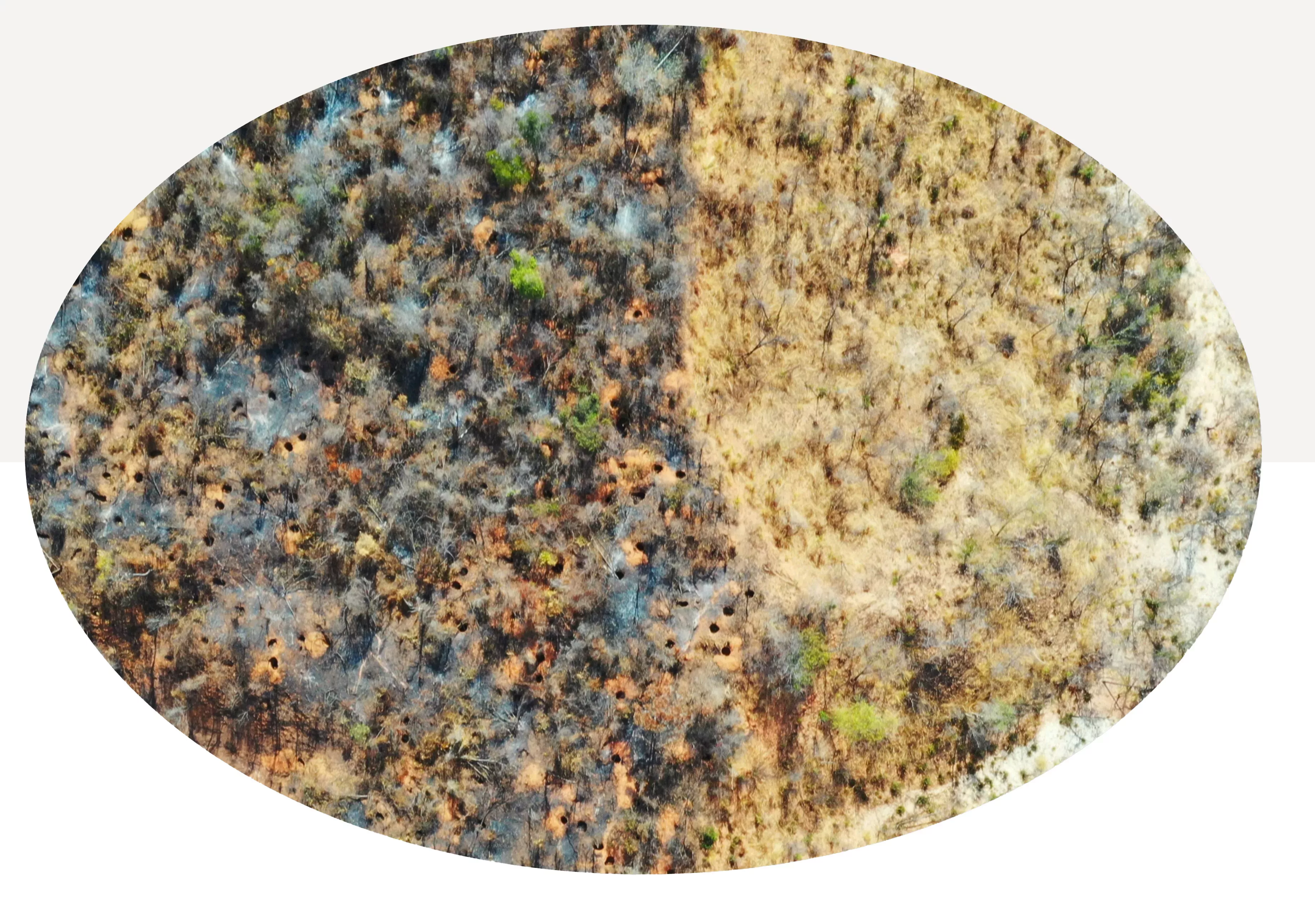 An aerial view of a forest shows it pockmarked with holes from yam harvesting