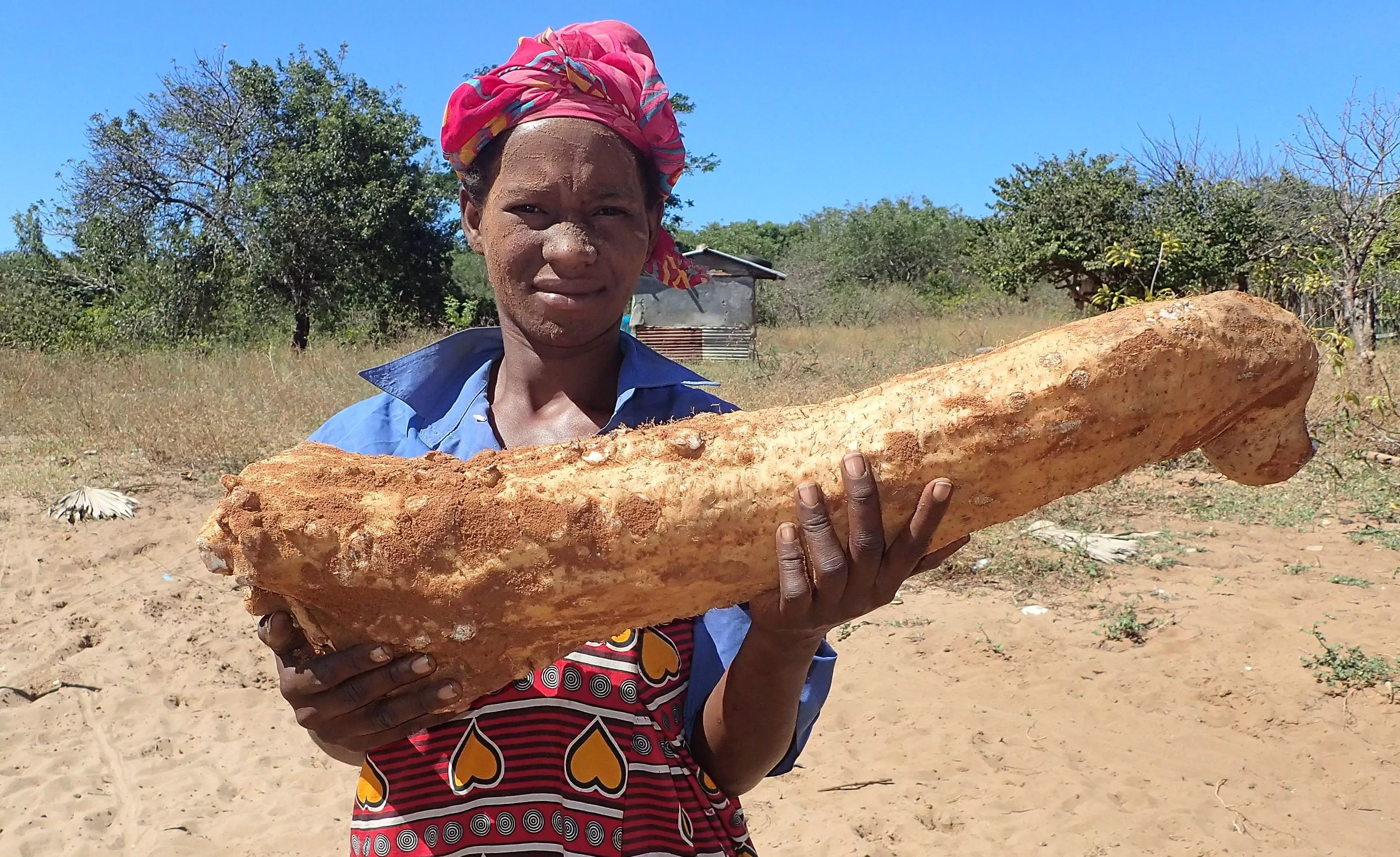 A person holds a large cylindrical yam 